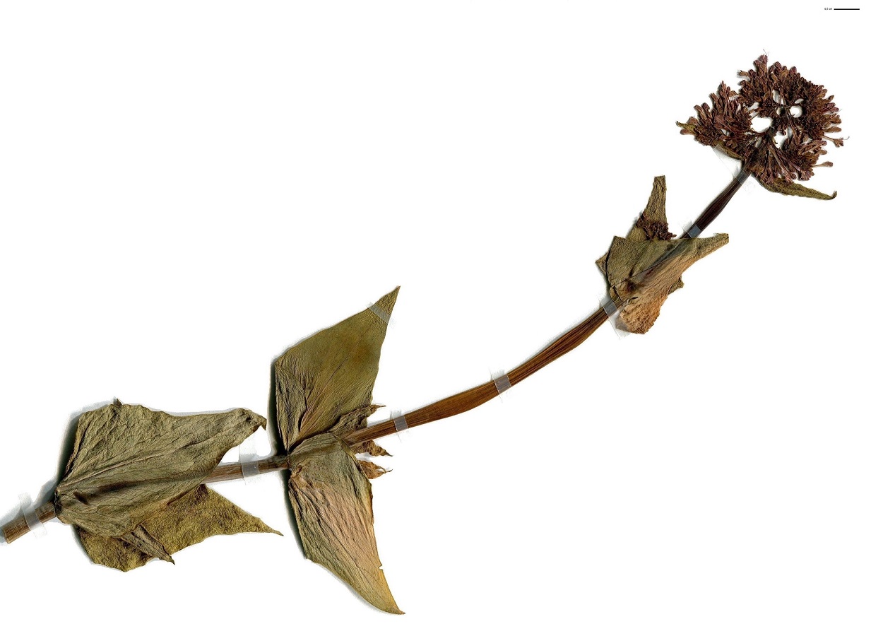 Centranthus ruber subsp. ruber (Caprifoliaceae)
